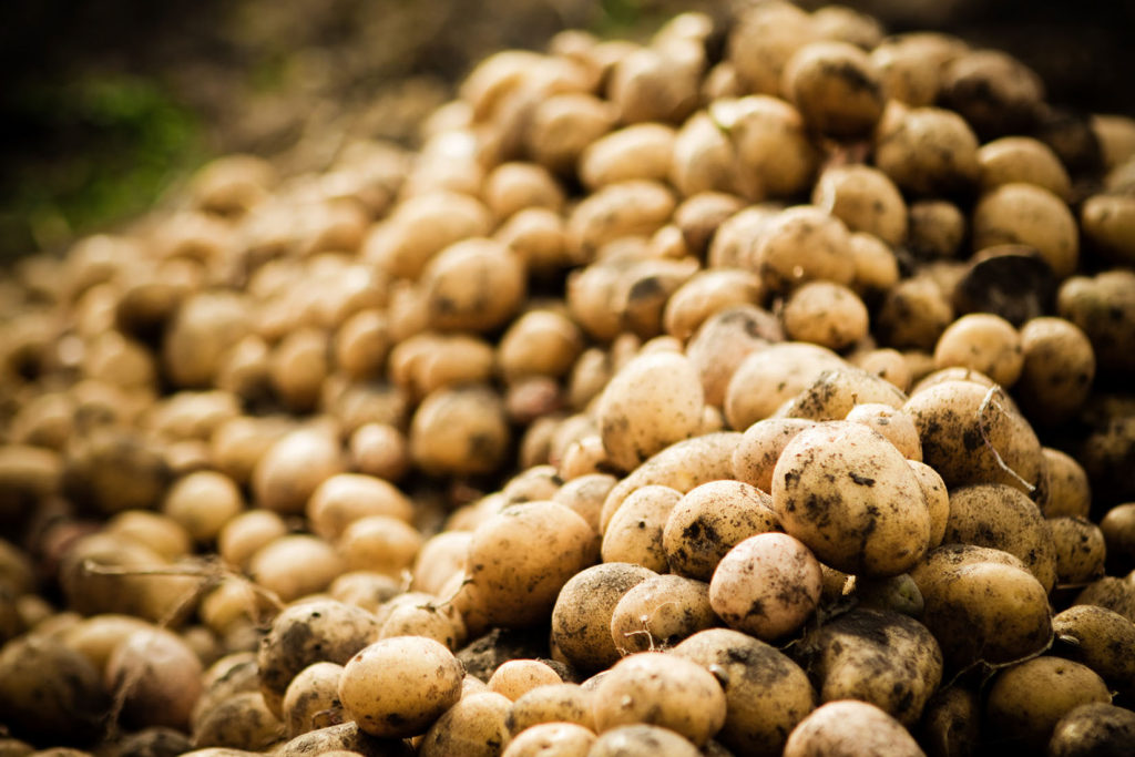 potato growers' storage problems