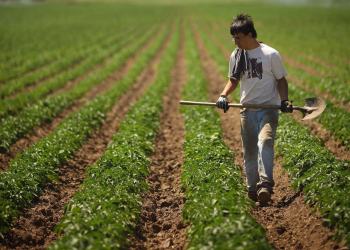 kids at farm