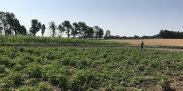 After crops rotation- “pesky potatoes”