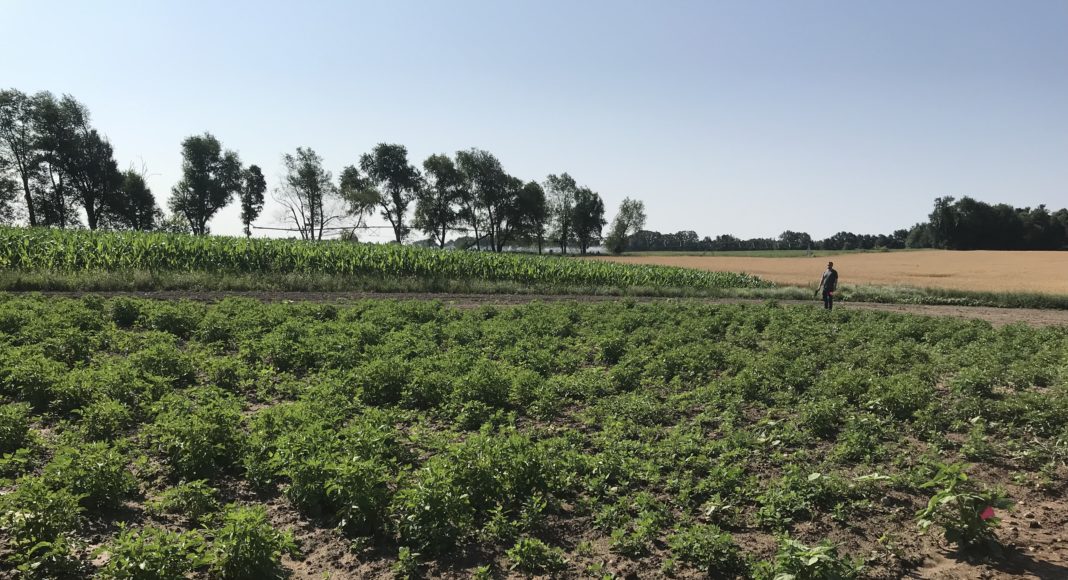 After crops rotation- “pesky potatoes”