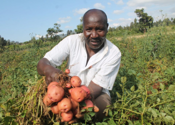 potato in sub-Saharan Africa