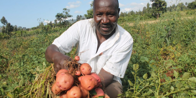 potato in sub-Saharan Africa