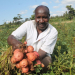 potato in sub-Saharan Africa