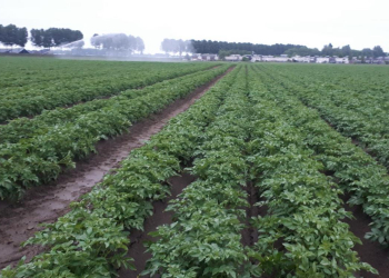 Potato of Castilla y León