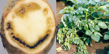 Measures against brown rot