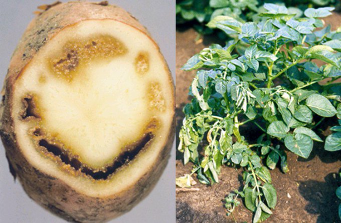 Measures against brown rot