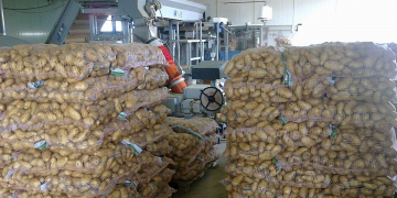 Greek potatoes spring season 2021 starting