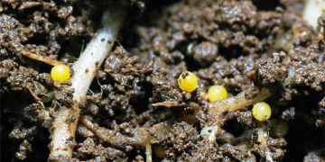 How Artificial Intelligence can help put nematodes on notice