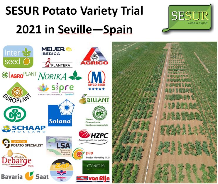 SESUR Semilla y Exportación 11 SESUR Semilla y Exportación