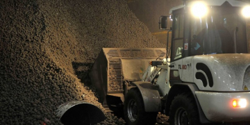 Outside temperature good for quality starch potatoes