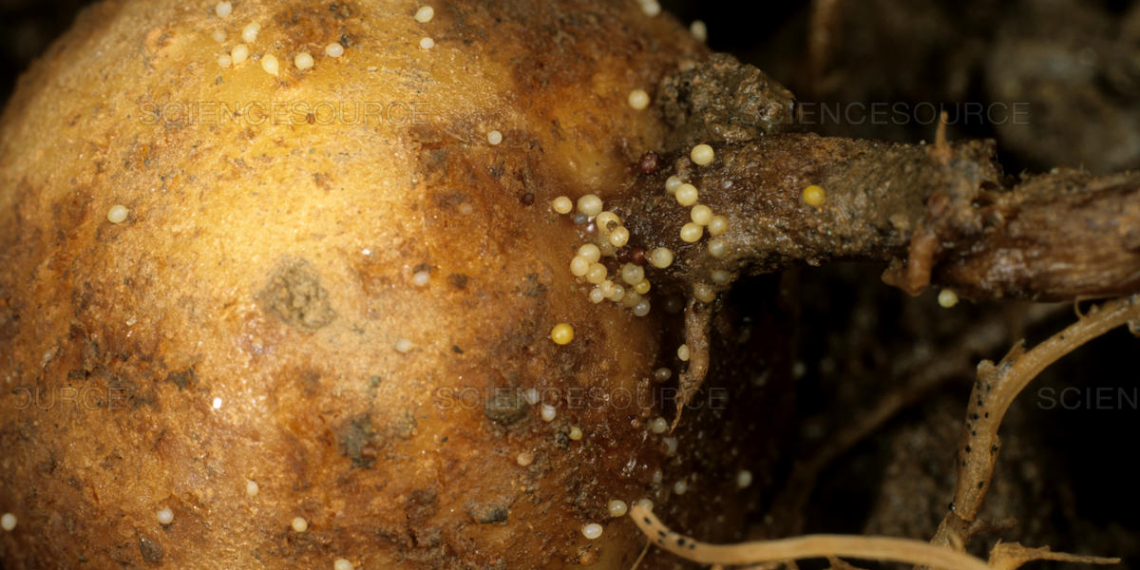 Nematodes- បញ្ឆោតសត្វល្អិតដំឡូងជាមួយដំណាំអន្ទាក់