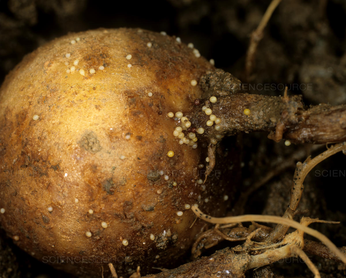 Nematodes- deceiving potato pests with trap crops