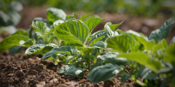 New bio-stimulant relieves heat stress in potatoes