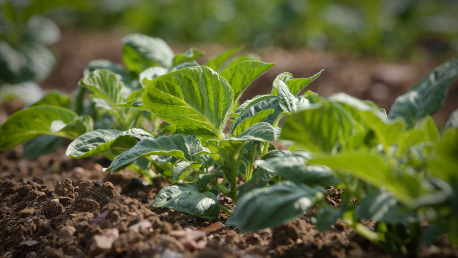 New bio-stimulant relieves heat stress in potatoes