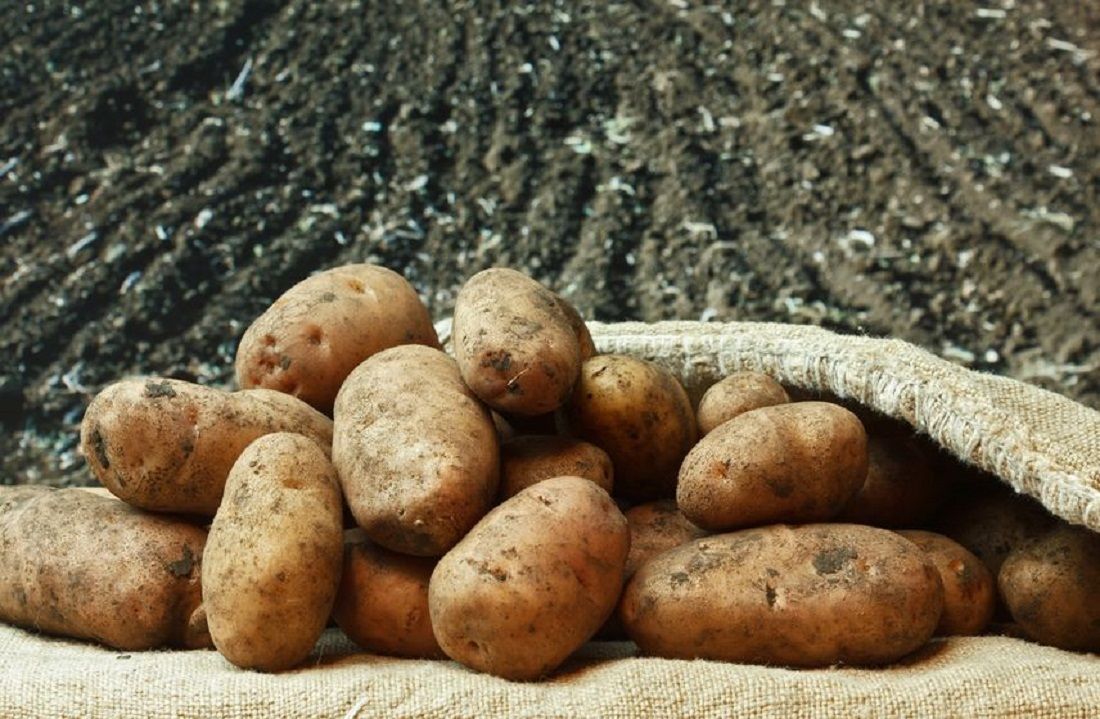 Hallo Potato. Every week we talk about potatoes. Our viewers are all over the world. 12 Hallo Potato. Every week we talk about potatoes. Our viewers are all over the world.
