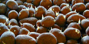 The worry with CIPC alternatives for storage