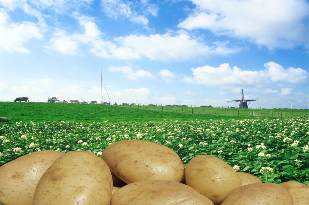 “PotatoEurope – The outdoor exhibition for potato cultivation and machinery!” 7 “PotatoEurope – The outdoor exhibition for potato cultivation and machinery!”