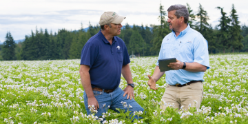 Bulking Potatoes: Increasing Yield While Maintaining Quality