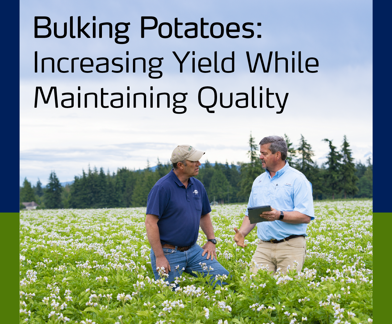 Bulking Potatoes: Increasing Yield While Maintaining Quality