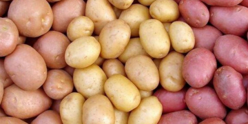 Azerbaijan is importing new potato varieties