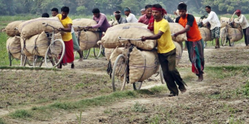 Potato Prices in Bangladesh up due to tight supply