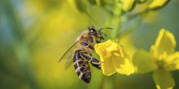 European Commission bans all outdoor uses of neonicotinoids