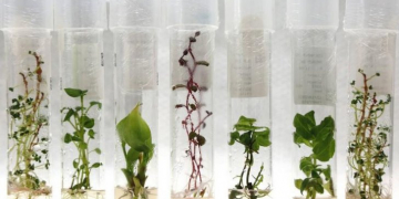 Forty years of partnership between Belgium and the International Potato Center (CIP)