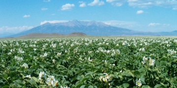 Packaging Specialist Volm acquires Atech, located in Colorado potato area