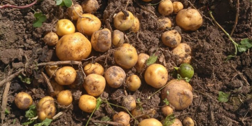 Congreso mundial acepta estudio sobre fertilizantes en papa criolla