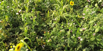 McCain trialing multi-species cover crop blend for rotation in the Canadian potato provinces