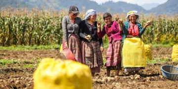 Guatemala Lifts US State Origin Restrictions for Potato Imports