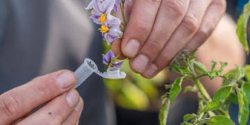 Hybrid potatoes from botanical seeds: an opportunity or a threat?