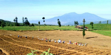 Dutch experts help Indonesia deal with potato pests