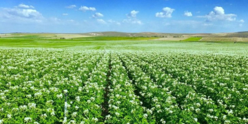 Turkey has allowed potato imports from Syria to curb prices