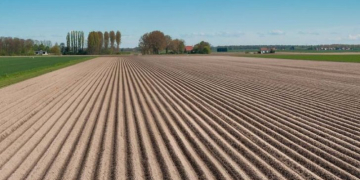 Despite current low prices, more potatoes planted in North-western Europe