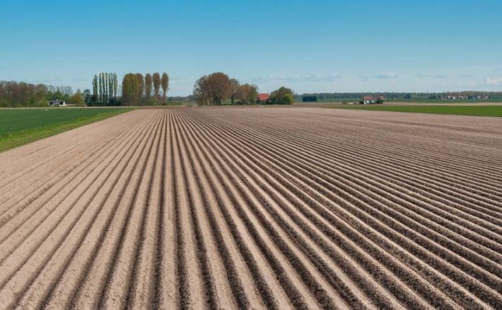potato field in the netherlands just planted 809