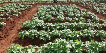 Three new seed potato varieties from the UK recommended for export to Kenya