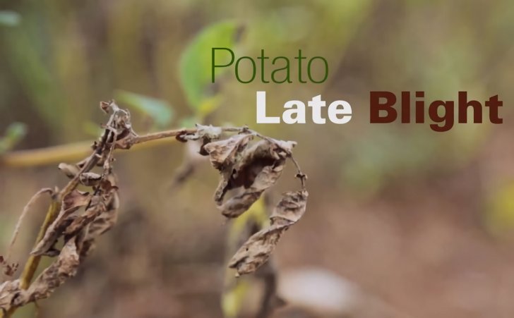 potato late blight uganda 1200