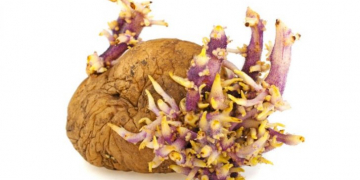 Glycoalkaloids in Potatoes: Sort out Green and excessively Sprouted Tubers