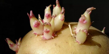 Chinese scientists prevent potato sprouting with hydrophobic nano silica