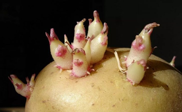 potato sprouting 809