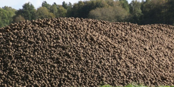 Searching for the occasional market for excess potatoes