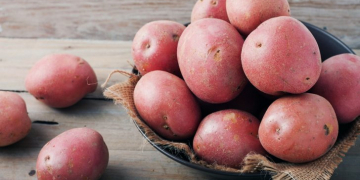 Arizona Red Potatoes available from May 10th from Pinto Creek