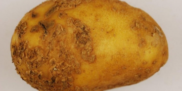 Do some potato-growing soils suppress powdery scab?