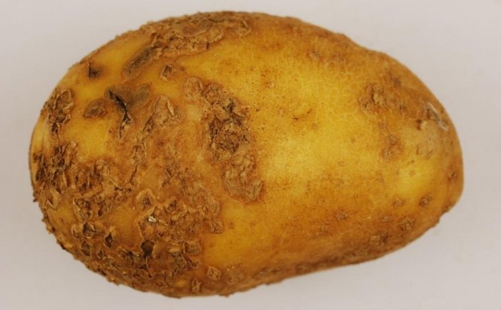 ¿Algunos suelos de cultivo de papa suprimen la sarna polvorienta?