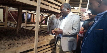 Irish potato farmers in Rwanda upbeat as government moves to address seed shortage