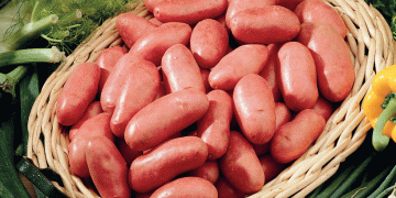 GERMICOPA – creation of potato varieties