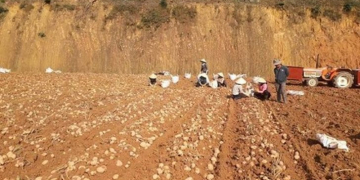 Vietnam creates ‘Da Lat’ potato brand to prevent cheap imports to be sold as local