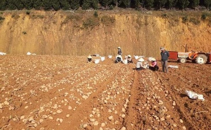 vietnam potato cultivation 809