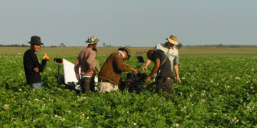 Potatoes South Africa calls for more partnerships between commercial, small-scale producers